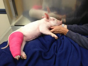 NBV pig in cast