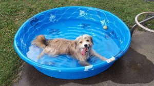 NBV Dog in pool
