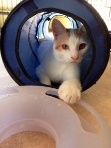 NBV cat in tube