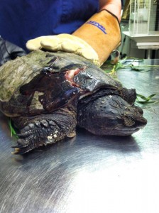 NBV hurt turtle