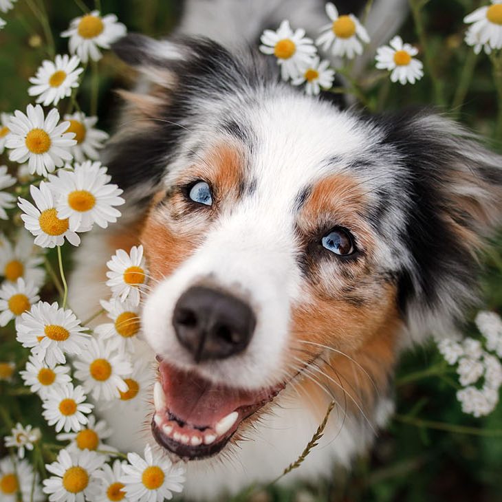 aussie in field of white flowers