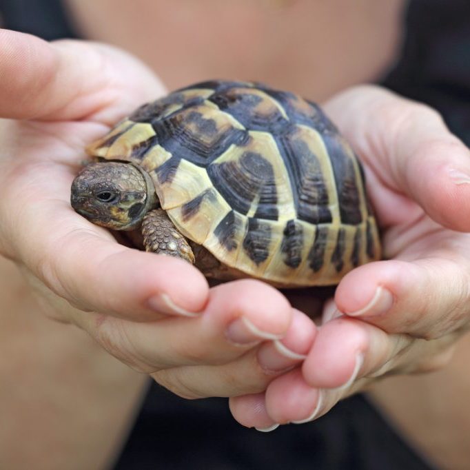 Small turtles, pet in the hands of girls